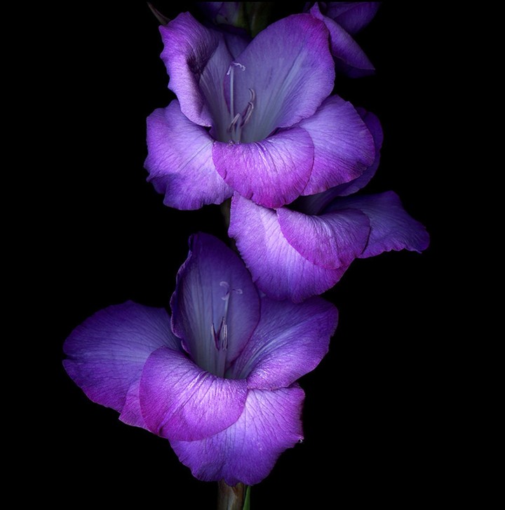 gladiolus