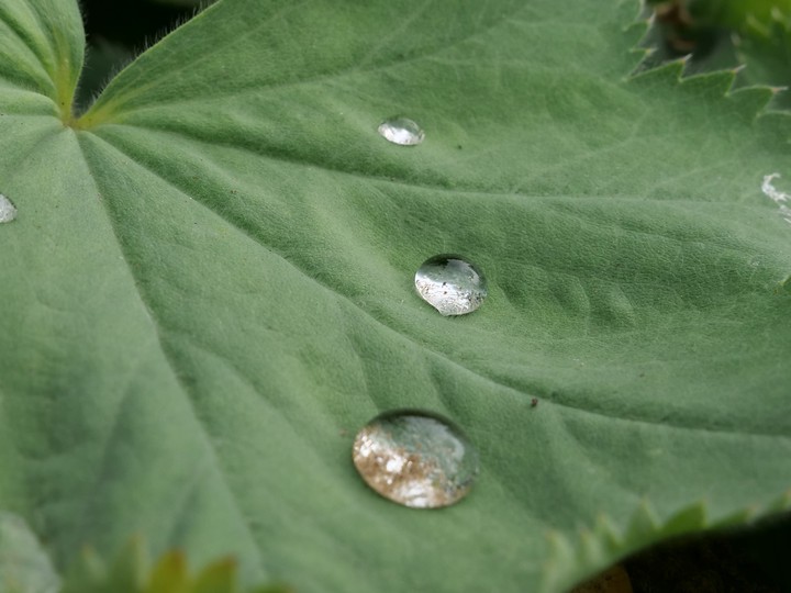 Batt/Leaf, Regentropfen/Raindrops