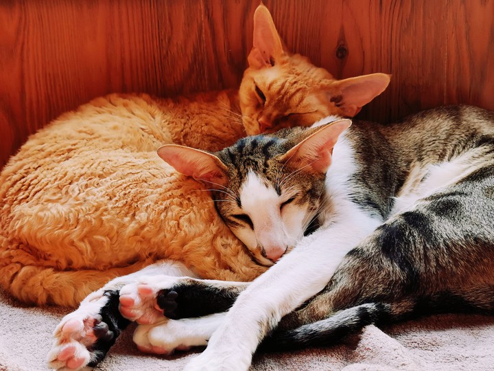 cats