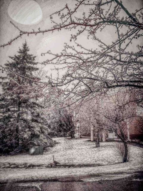Winter