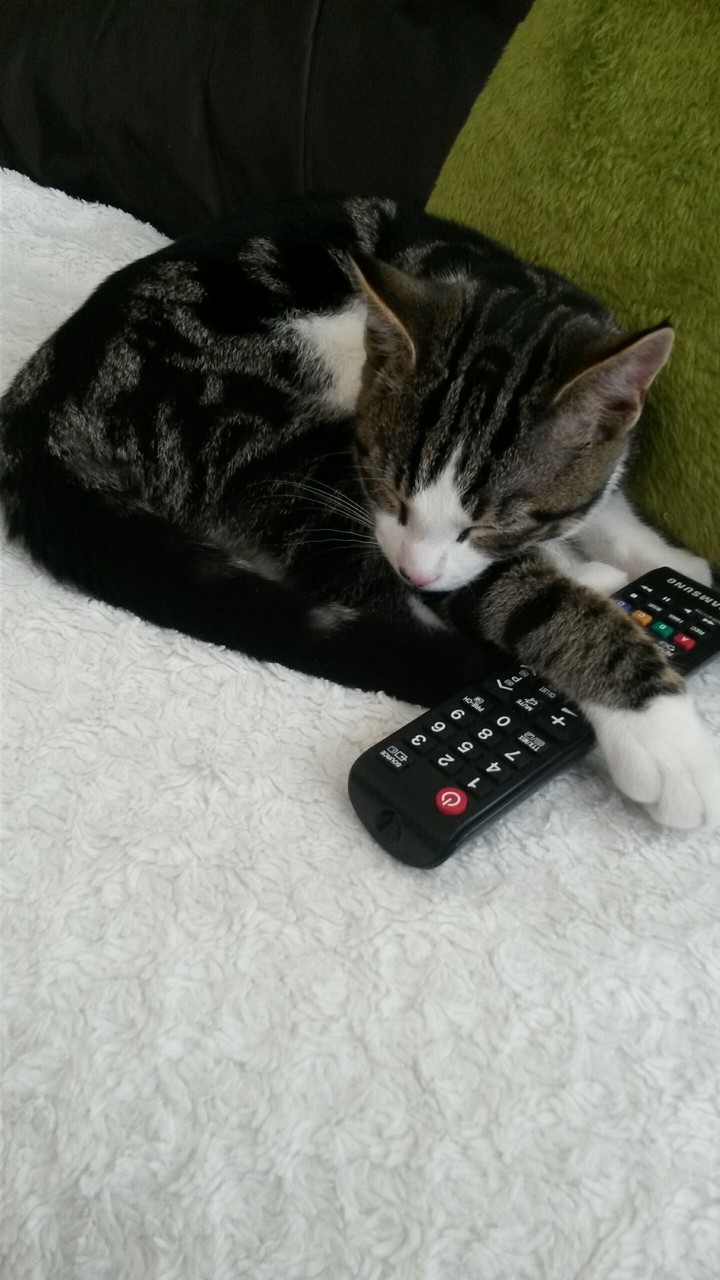 little kitty