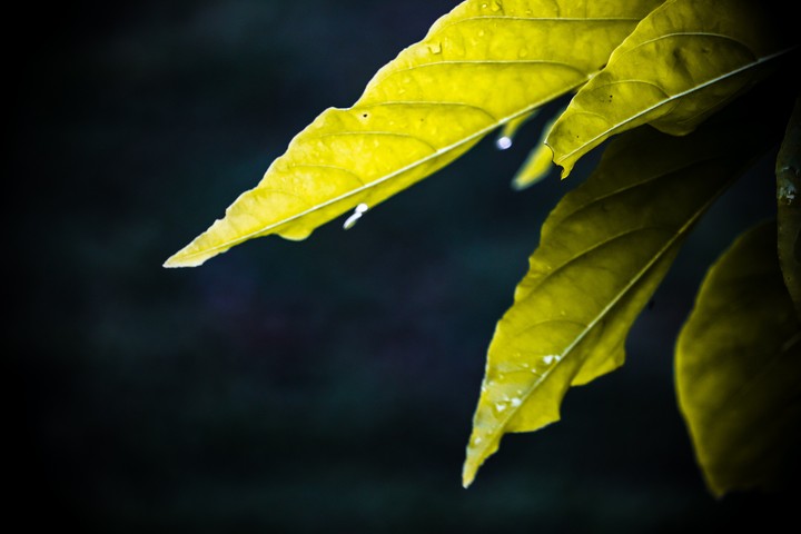 leaf