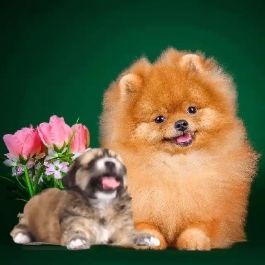 Dog.