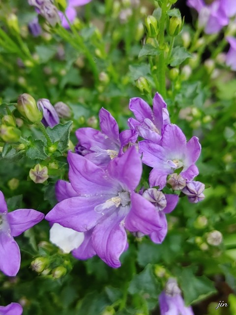 groundcover, botany wallpapers