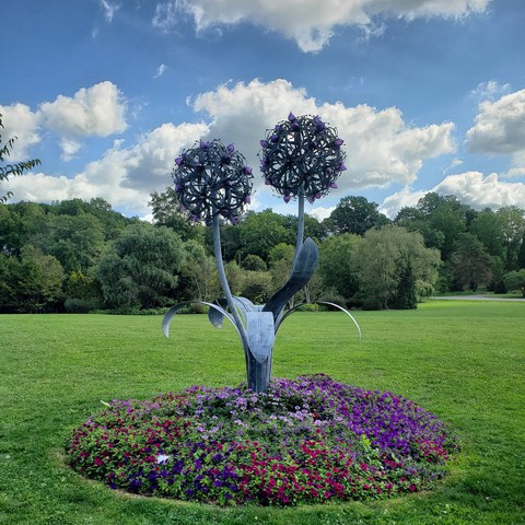 iron allium