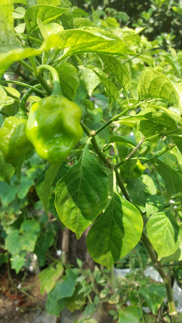 spicy chillies