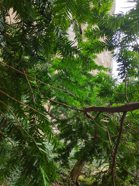 green peace
