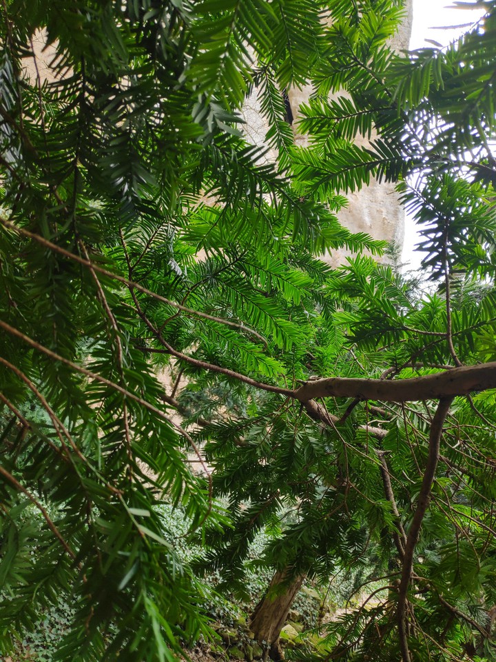 green peace
