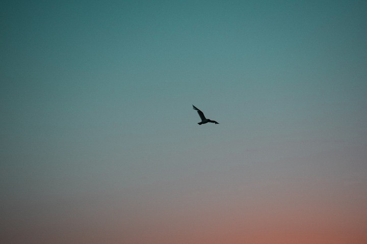 BIRD FLYING AT SUNSET