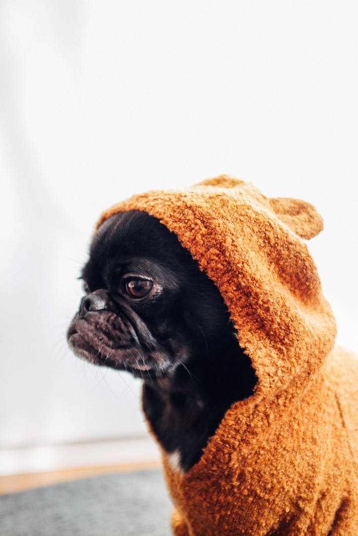 Dog in Winter