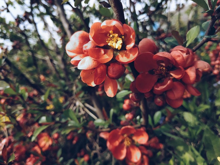 FLOWER