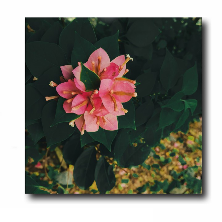flower photography