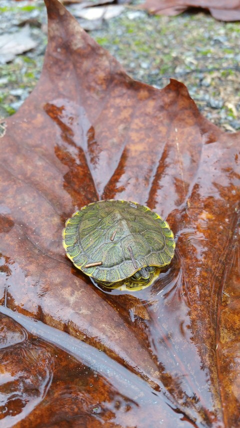 Baby Turtle