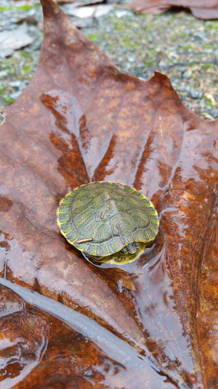 Baby Turtle