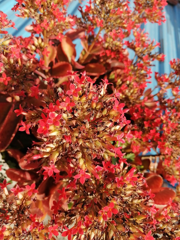 flowers