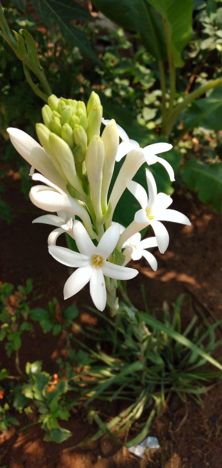 glodiolus flower
