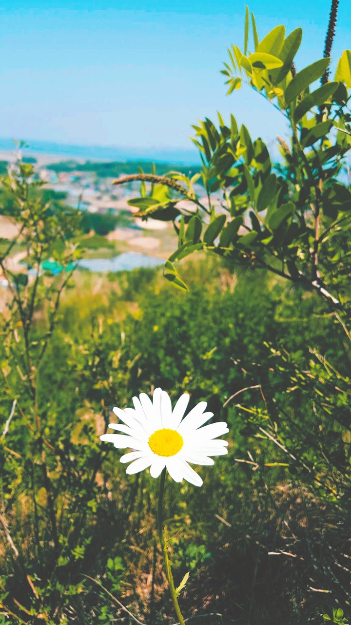 A daisy