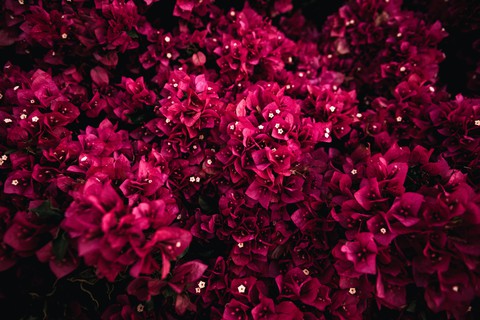 шпалери nature, red