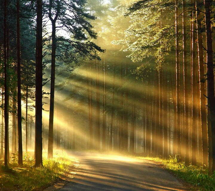 Dark Forest