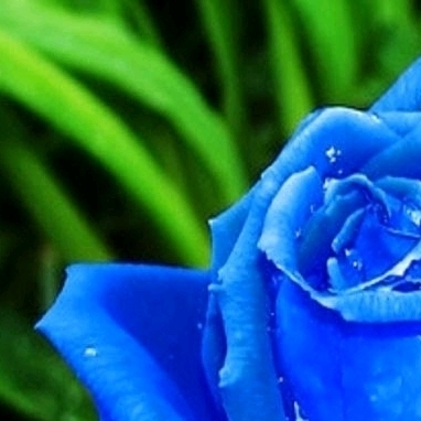 4x blue Roses