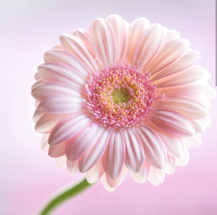 gerbera