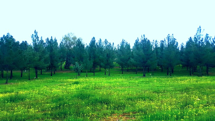 orman