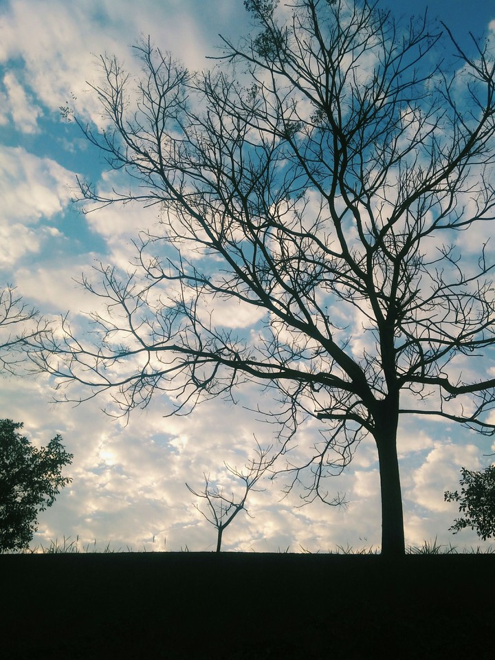 tree