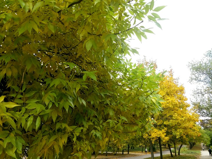 осень