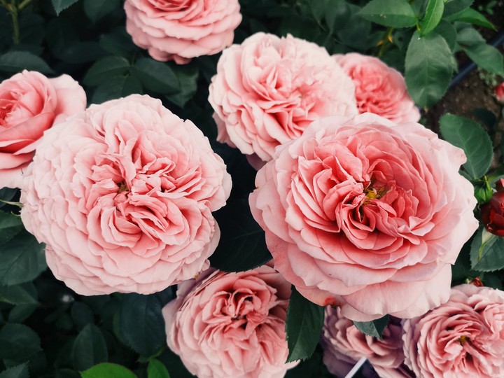 flowers
