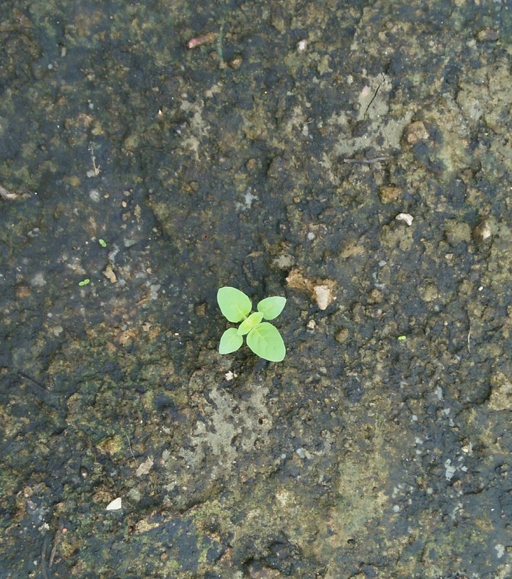 Little plant in barren land