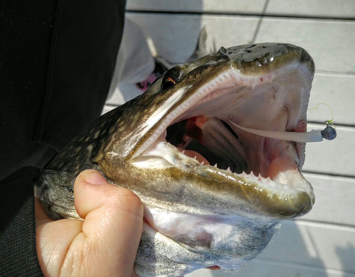 Lake Trout