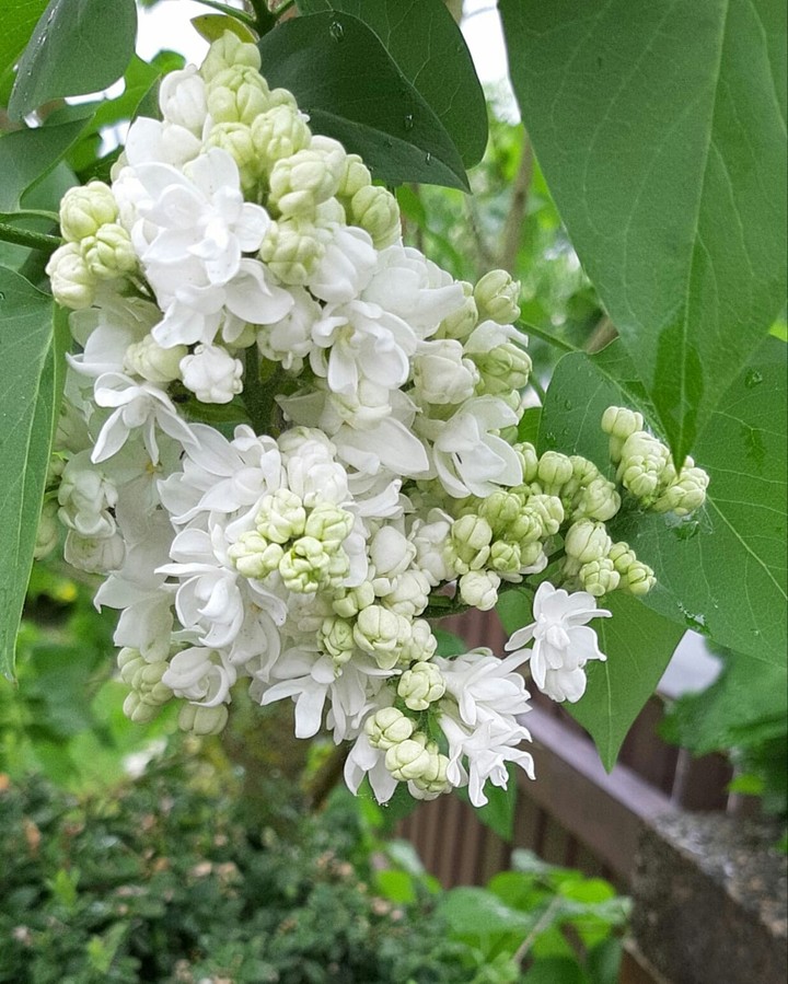 Weiße Blüten