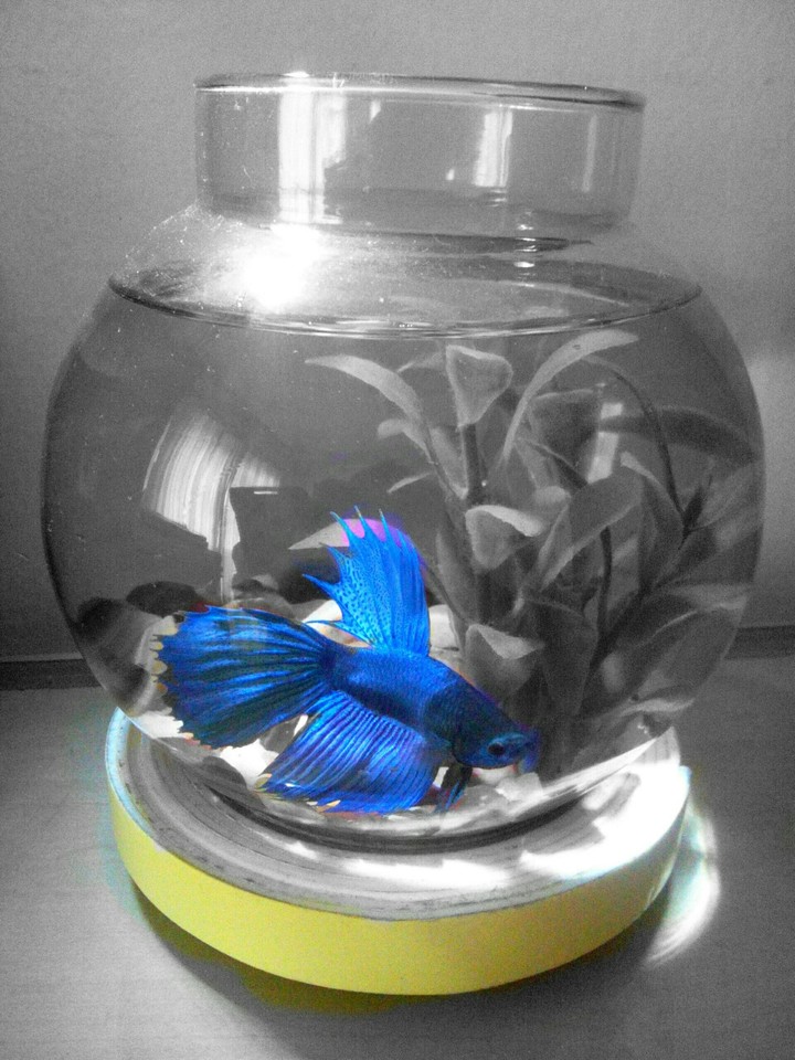 Fighter fish