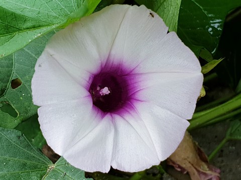 wildflower, flower वॉलपेपर
