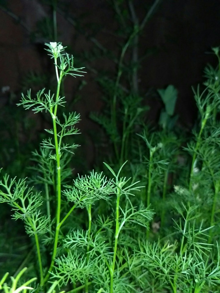 Green World