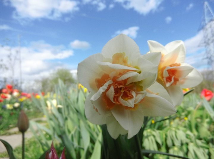 flower