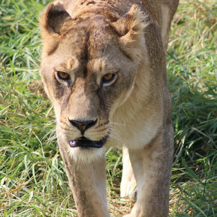 lion