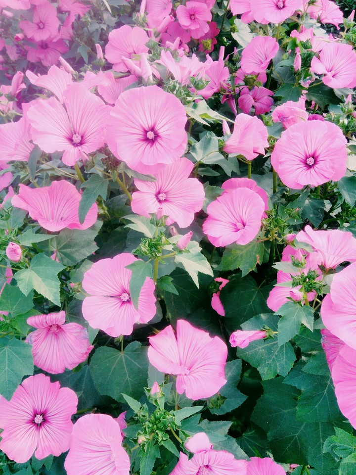Lavatera