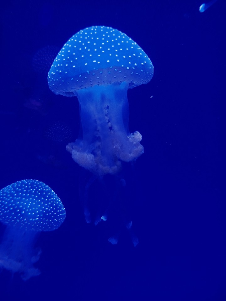 Jellyfish