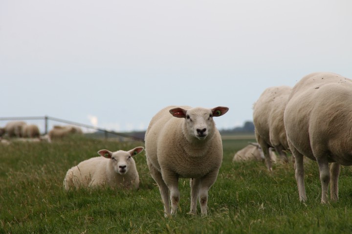 sheep's
