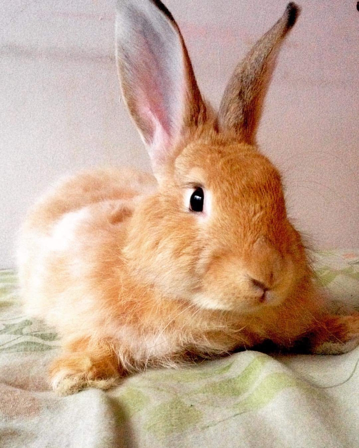 Rabbit Love ❤️