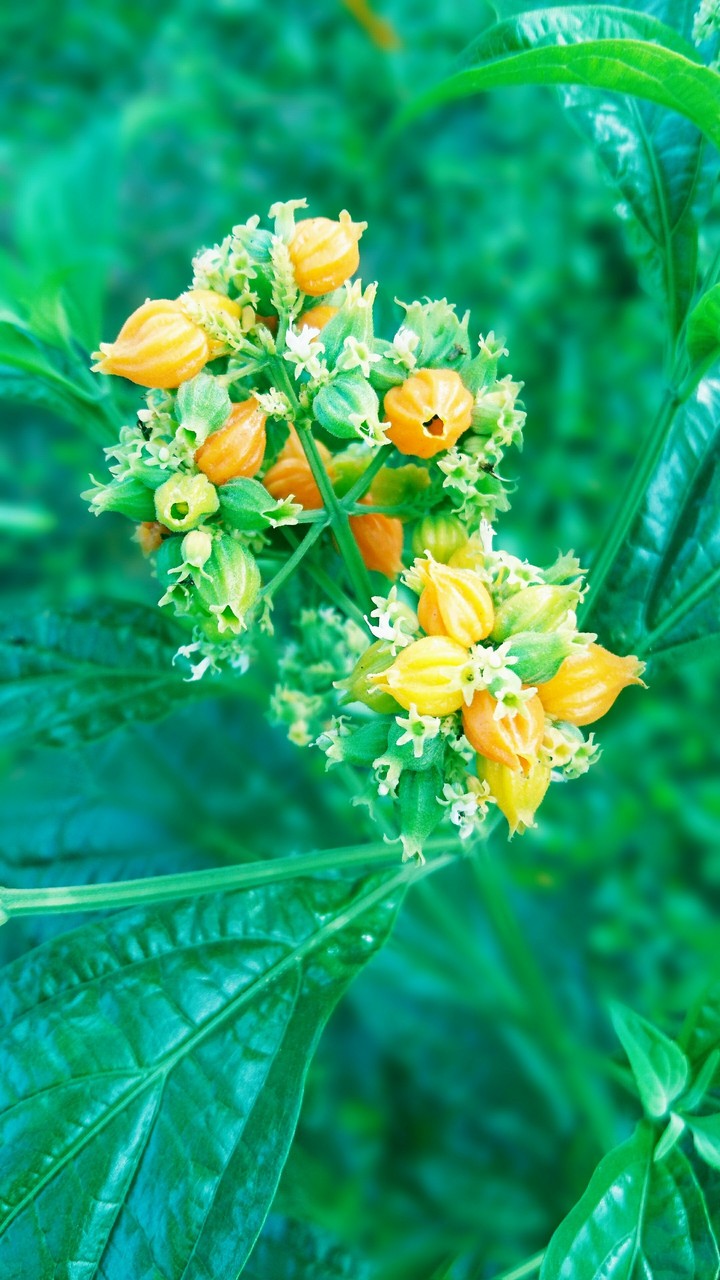 flower