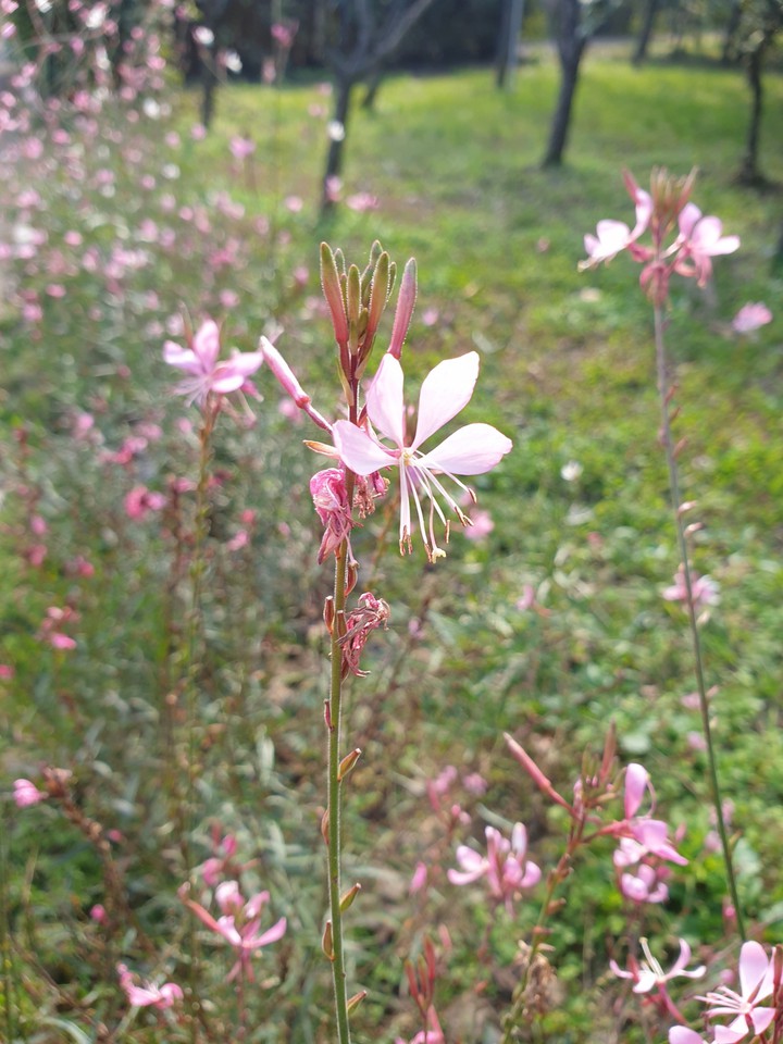 가을 꽃