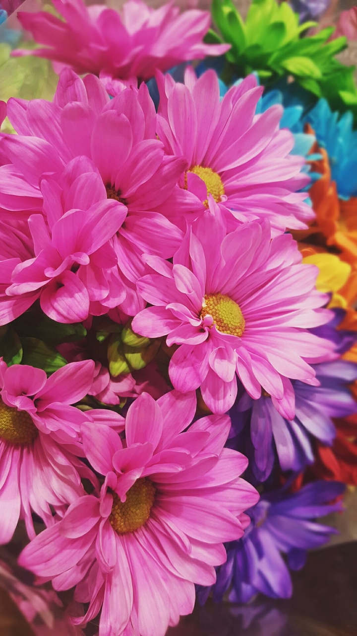 Cheerful flowers