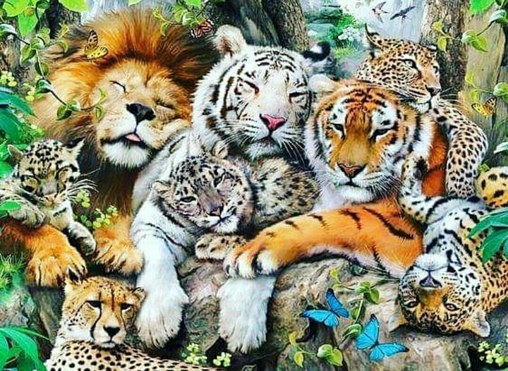 Kitties