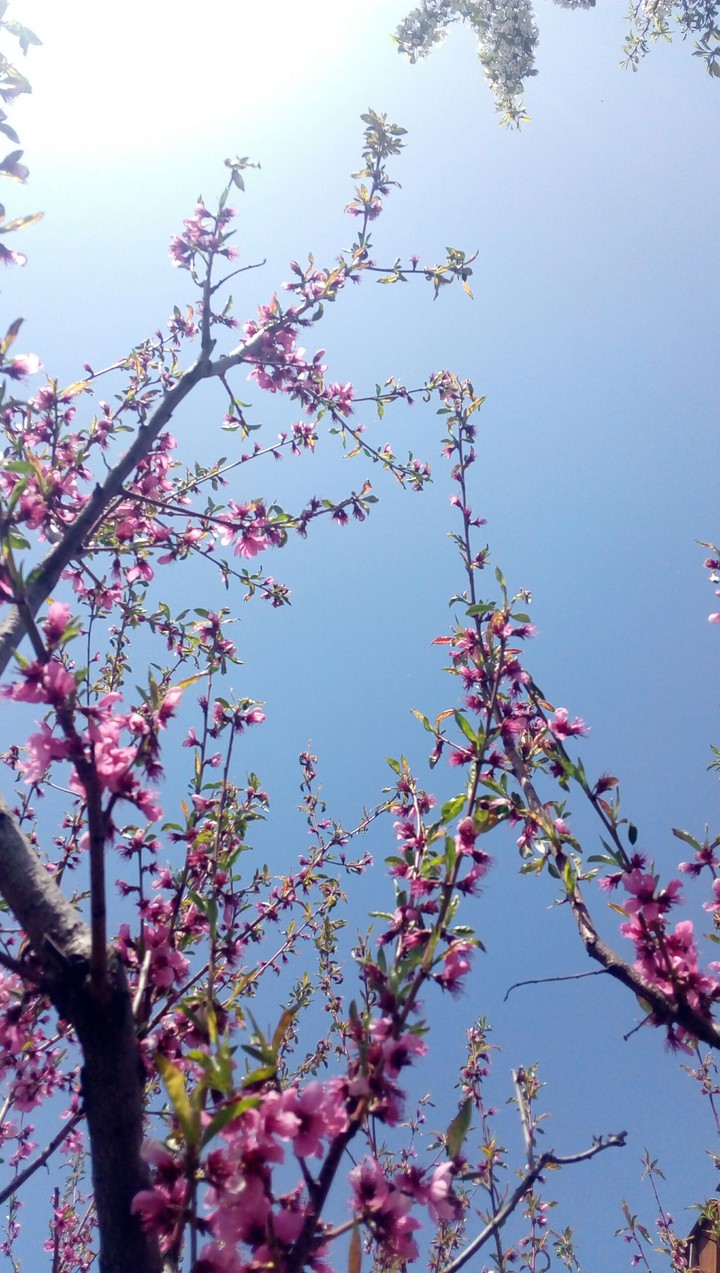 spring flowers