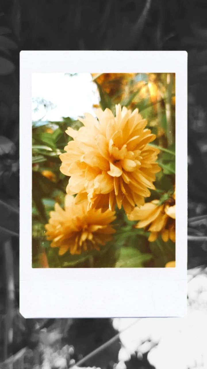flowers ?
