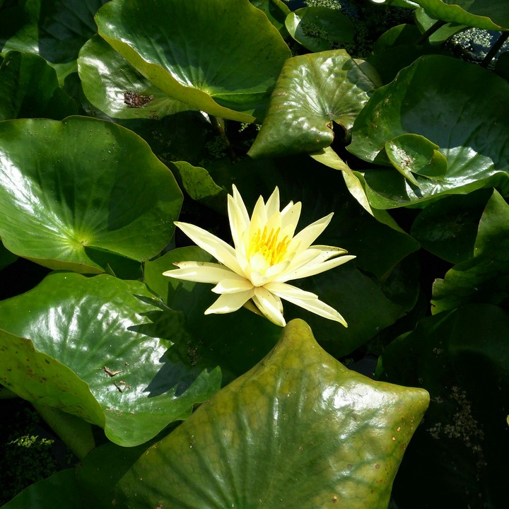 Water lily