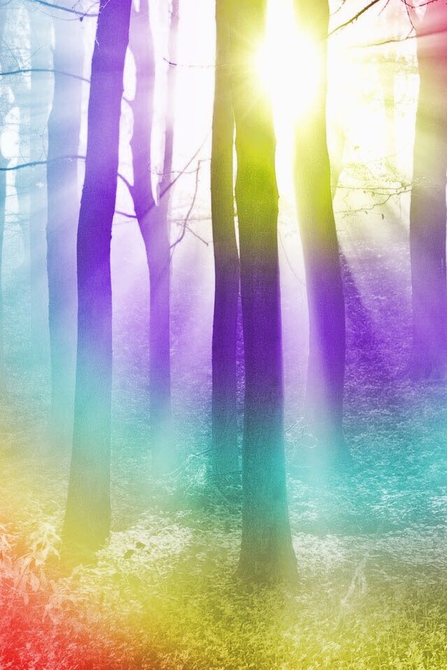 rainbow the forest