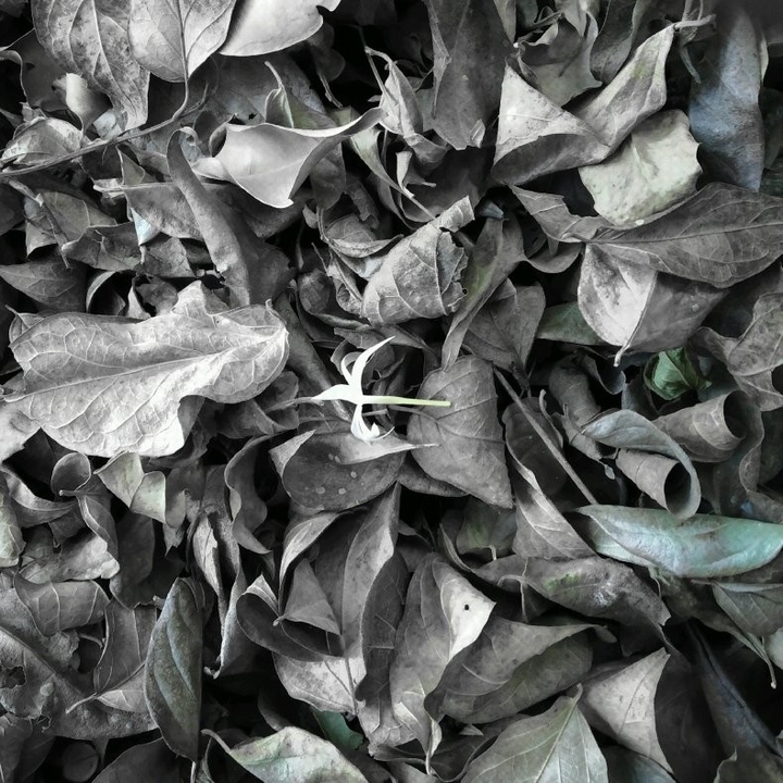 Leaves